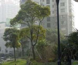 瞿溪路802號小區 瞿溪路802號小區