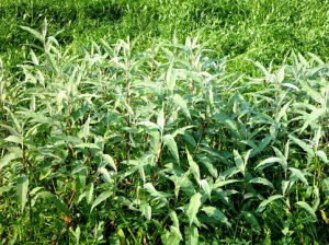 密毛酸模葉蓼(變種) 密毛酸模葉蓼(變種)