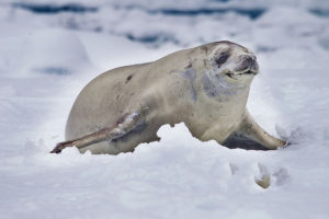 食蟹海豹 食蟹海豹