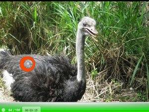 野生動物園找水晶 野生動物園找水晶