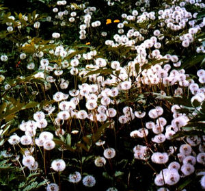 灰果蒲公英 灰果蒲公英