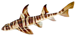 窄紋虎鯊 窄紋虎鯊