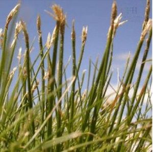 疏穗嵩草 疏穗嵩草