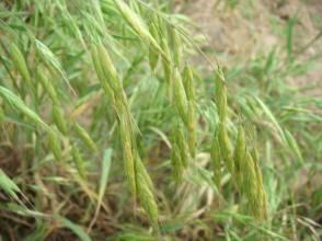 尼泊爾雀麥 尼泊爾雀麥