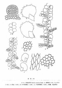 芽胞扁萼苔 芽胞扁萼苔