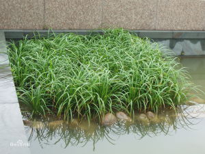 上海苔草 上海苔草