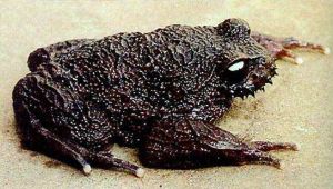 哀勞髭蟾 哀勞髭蟾