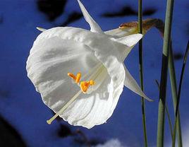 楞邊白水仙 楞邊白水仙