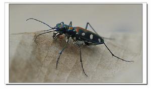 八星虎甲 八星虎甲