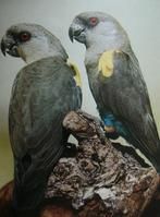 魯佩氏鸚鵡 魯佩氏鸚鵡