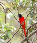 赤紅山椒鳥華南亞種