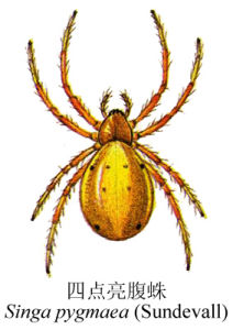 四點亮腹蛛 四點亮腹蛛