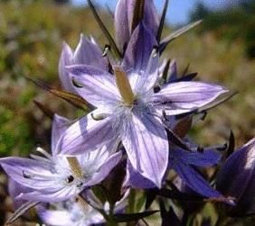 紫毛龍膽 紫毛龍膽