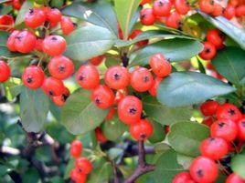 茅尖花紅 茅尖花紅