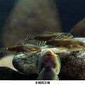 秉氏爬岩鰍 秉氏爬岩鰍