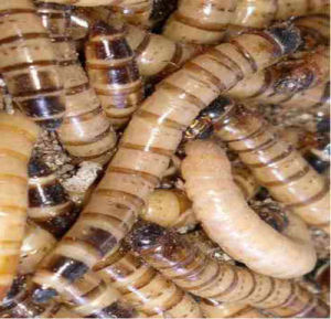 飼料昆蟲 飼料昆蟲