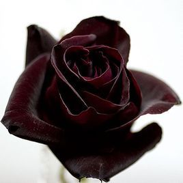 黑玫瑰[黑色玫瑰花卉]