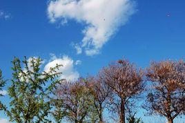 樹與天空 樹與天空