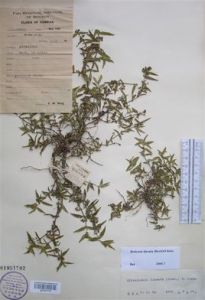 東亞耳草 東亞耳草