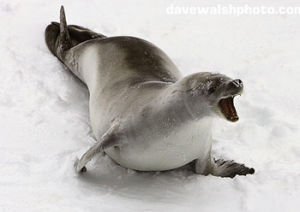 食蟹海豹 Lobodon carcinophagus