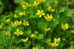 太白山毛茛 太白山毛茛