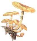 蜜黃環菇 蜜黃環菇