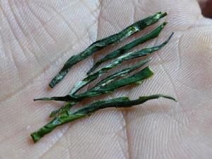 （圖）松針米茶