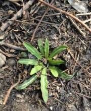 多莖還陽參 多莖還陽參