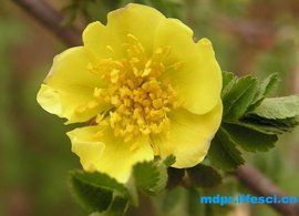 單瓣黃刺玫 單瓣黃刺玫