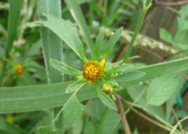 鬼刺鬼針 鬼刺鬼針