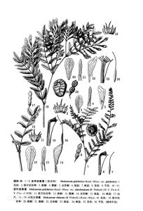 中國岩黃耆 中國岩黃耆