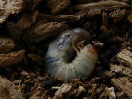 地下害蟲 地下害蟲