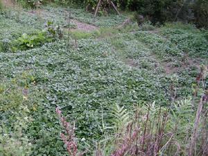 野鴨塘村[雲南省梁河縣河西鄉野鴨塘村]
