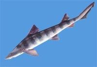 大眼前鰭皺唇鯊 大眼前鰭皺唇鯊