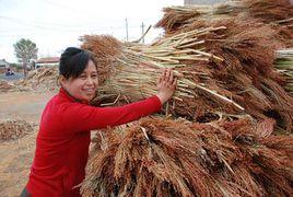 笤帚糜子 笤帚糜子