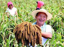 中國農民豐收節