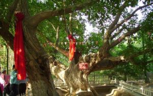 核桃七仙園 核桃七仙園