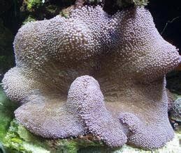 地毯海葵 地毯海葵