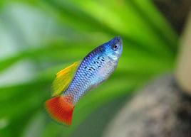 三色牡丹魚 三色牡丹魚