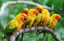 太陽錐尾鸚鵡暗羽亞種 太陽錐尾鸚鵡暗羽亞種