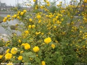 重齒陝西薔薇 重齒陝西薔薇