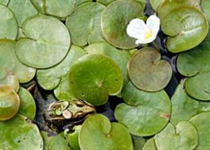 鞭枝藻科 鞭枝藻科