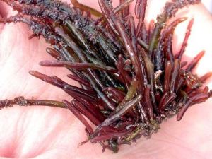 繁枝蜈蚣藻