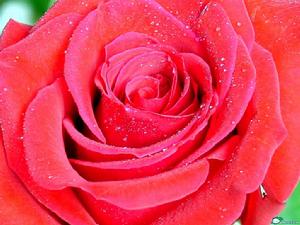 巫山杜鵑 巫山杜鵑