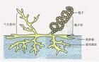 疣孢裂鏈黴菌
