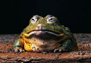 Lithobates catesbeiana(Shaw)