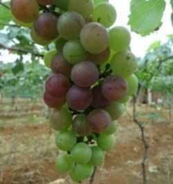 龍州葡萄 龍州葡萄