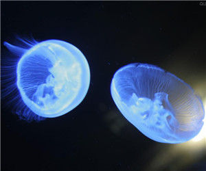 微小浮游生物