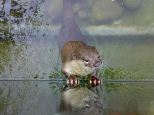 水獺指名亞種 水獺指名亞種