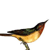 紫頰直嘴太陽鳥